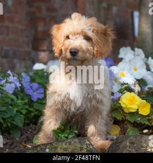 Cockapoo Hund Stockfoto