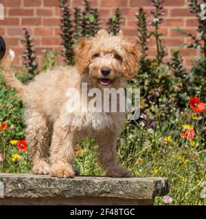 Cockapoo Hund Stockfoto