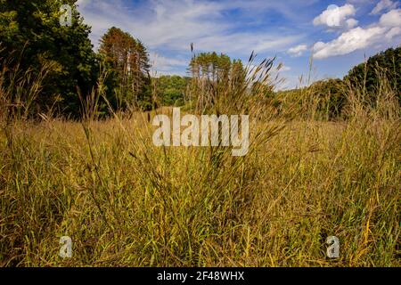 Big Bluestem wächst in einer wilden Wiese von einheimischen Wildblumen Und Gräser auf einem ehemaligen Golfcouse in Cherry Valley National Wildlife Refuge in Pennsylvan Stockfoto