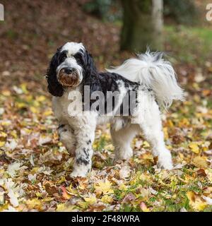 Cockapoo Hund Stockfoto