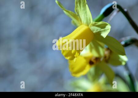 Narcissus Tete a Tete Zwerg Narzissen im Frühjahr Stockfoto