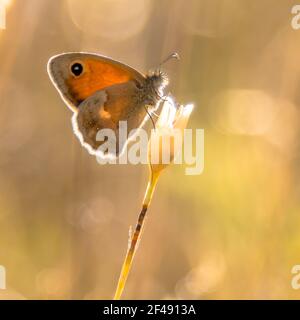 Schmetterling kleine Heide (Coenonympha pamphilus) Fütterung auf weißen Blüten auf grünem Hintergrund. Wildtierszene in der Natur Europas. Niederlande Stockfoto