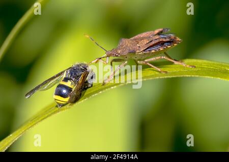 Heteroptera mit Wespenraub. Dieses Insekt ist ein echter Raubkäfer, der andere Insekten ausraube. Wildtierszene in der Natur Europas. Niederlande. Stockfoto