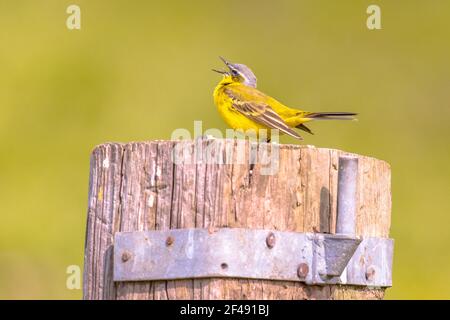 Westliche gelbe Bachstelze (Motacilla flava), der auf einer Stange auf der niederländischen Landschaft singt. Wildtierszene in der Natur. Niederlande Stockfoto