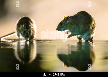 Zwei braune Ratten (Rattus norvegicus), die nachts durch das Wasser wandern. Niederlande. Wildtiere in der Natur Europas. Stockfoto