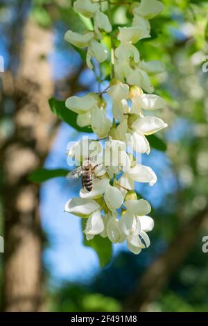 Eine Biene ernährt sich von den Akazienblüten, Moskau, Russland Stockfoto