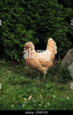 Ein weibliches Huhn der polnischen Rasse der orangefarbenen Haubenbrust padovana auf einem tarva im Sommer Spaziergänge auf dem Bauernhof außerhalb des Geländes Stockfoto