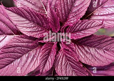 Roter Amaranth (Amaranthus cruentus) schließen. Ansicht von oben. Natürlicher Hintergrund Stockfoto