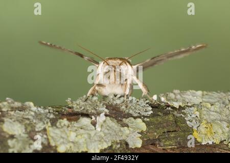 Buff Bögen Motte Habrosyne Pyritoides Essex, UK IN000879 Stockfoto