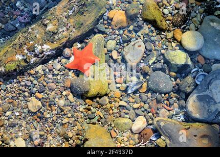 Einzelner orangefarbener Fledermausstern (Patiria miniata) Seesterne in einem Gezeitenbecken im Point Lobos State Natural Reserve in der Nähe von Carmel-by-the-Sea, Kalifornien. Stockfoto