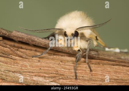 Buff Ermine Nachtfalter - Männchen zeigt Antennen Spilosoma Luteum Essex, UK IN000882 Stockfoto