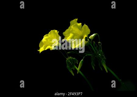 Cape Sorrel oder Bermuda Buttercup (Oxalis pes-caprae) Blumen Detail mit dunklem Hintergrund. Stockfoto