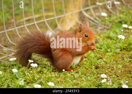 Rotes Eichhörnchen beim Mittagessen im Park. Stockfoto