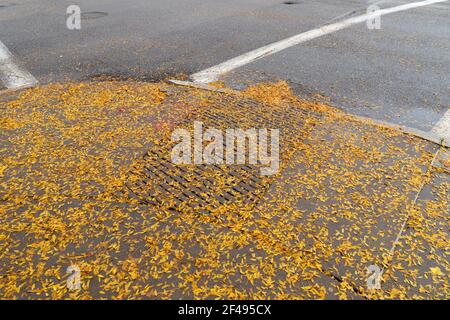 Asphalt Straßenkreuzung mit fegenden Ecke Bürgersteig und Rampe alle in kleinen gelben Blättern bedeckt, horizontale Aspekt Stockfoto