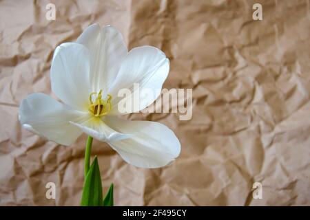 Weiße Tulpe öffnete seine Blütenblätter vor dem Hintergrund von zerknittertem Bastelpapier. Gelbe Staubblätter bedecken den Stempel. Unscharfer Hintergrund. Nahaufnahme. Stockfoto