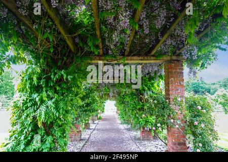 Eine Wisteria Pergola im Garten von Tatton Hall, Tatton Park Gardens, Tatton, Cheshire, England, VEREINIGTES KÖNIGREICH Stockfoto