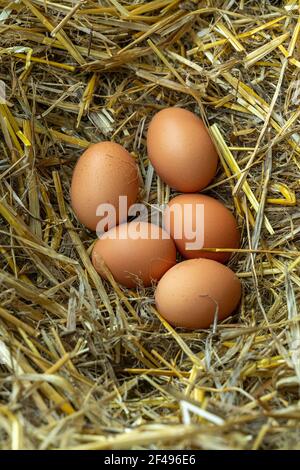 Frisch Brut von Eiern von einer Livorno Rasse Henne in einem künstlichen Nest eines Abruzzen Bauernhof. Abruzzen, Italien, Europa Stockfoto