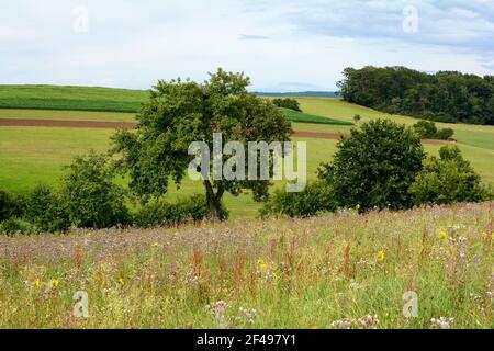 Hohe Wiese vor einer grünen Landschaft mit Bäumen, Feldern und Himmel Stockfoto