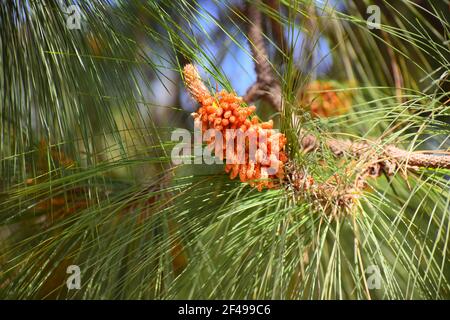 pinus roxburghii männlicher Kegel auf Baum. Stockfoto