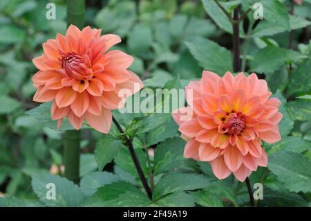 Peachy Pink Waterlily Dahlien mit perfekten Blütenblättern, die in einem wachsen Garten Stockfoto