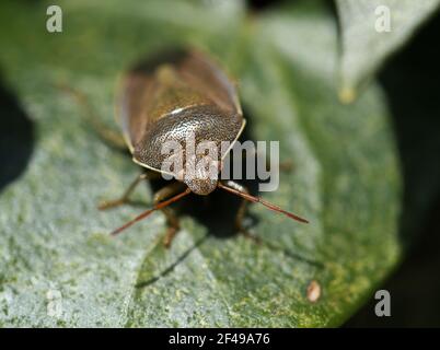 Makro von erwachsenen Common Green Shieldbug in Winterfarbe Stockfoto