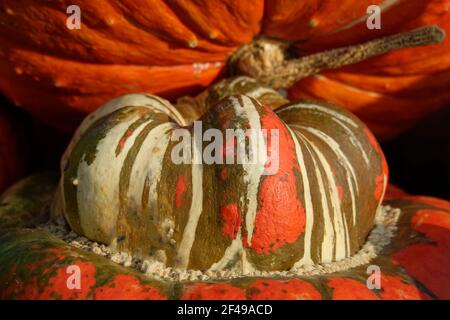 Turks Turban Squash bei einem Kürbis Patch im Oktober Stockfoto