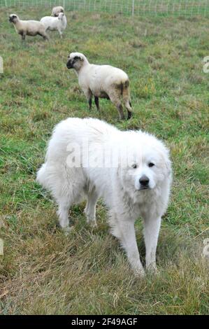Ein Schaf Hund, der Schafe und andere Tiere bei einem bewacht Farmen Stockfoto