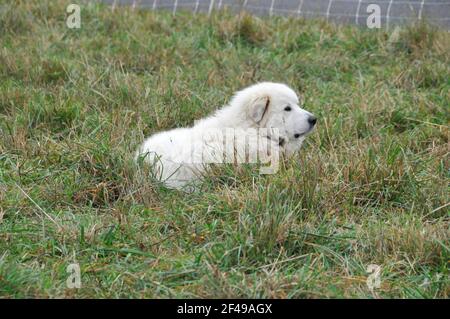Foto eines Schäferhundes, der draußen auf dem Gras sitzt Eine Scheune Stockfoto