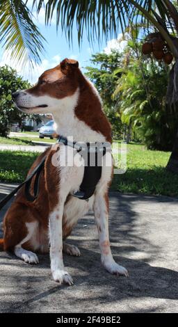 Hund sitzt draußen auf der Straße Stockfoto