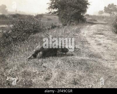 Biber (Castor Fiber L.), zu Fuß auf dem Land Stockfoto