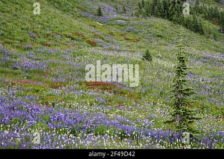 Subalpine Meadows in BloomParadise Mount Rainier NP Washington State, USA PL000565 Stockfoto