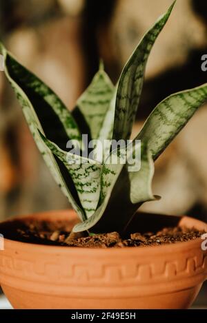 Eine vertikale Aufnahme einer eingetopften Dracaena trifasciata auf dem Tisch unter dem Sonnenlicht Stockfoto