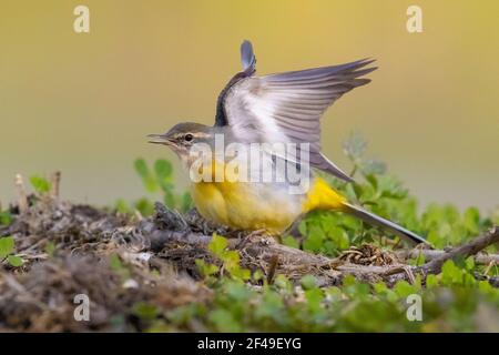 Grauer Wagtail (Motacilla cinerea), Seitenansicht eines erwachsenen Gefieders im Winter, das seine Flügel ausdehnt, Kampanien, Italien Stockfoto