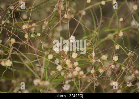 Flora von Gran Canaria - fadenartige verworrene Stängel von Cuscuta Approximata aka Dodder parasitäre Pflanze natürlichen Makro floralen Hintergrund Stockfoto