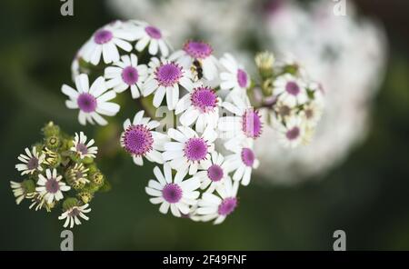 Flora von Gran Canaria - Magenta-Blüten von Pericallis webbii, endemisch auf der Insel, natürliche Makro-floralen Hintergrund Stockfoto