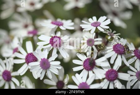 Flora von Gran Canaria - Magenta-Blüten von Pericallis webbii, endemisch auf der Insel, natürliche Makro-floralen Hintergrund Stockfoto