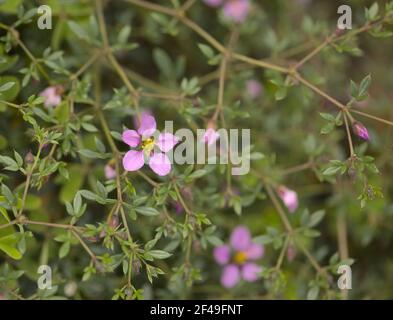 Flora von Gran Canaria - Faagonia cretica, natürlicher Makro-floraler Hintergrund des Virgin's Mantle Stockfoto