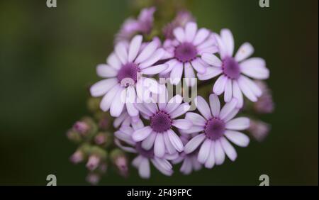 Flora von Gran Canaria - Magenta-Blüten von Pericallis webbii, endemisch auf der Insel, natürliche Makro-floralen Hintergrund Stockfoto