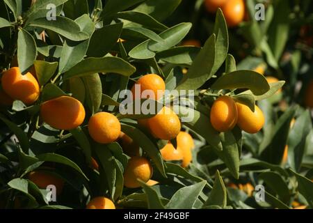 Eine Nahaufnahme von winzigen Mandarinen, die durch wachsende Blätter sichtbar sind Auf dem Baum Stockfoto