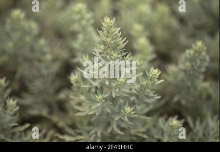 Flora von Gran Canaria - Artemisia thuscula, Kanarische Wermut Blumen, natürliche Makro floralen Hintergrund Stockfoto
