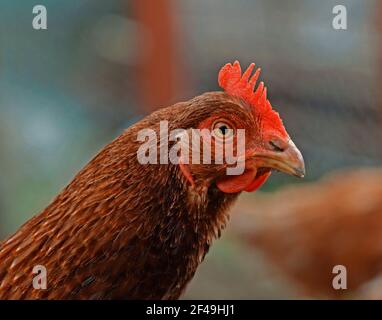 Eine Nahaufnahme eines ISA Brown Huhn in einem Hühnerstall Stockfoto