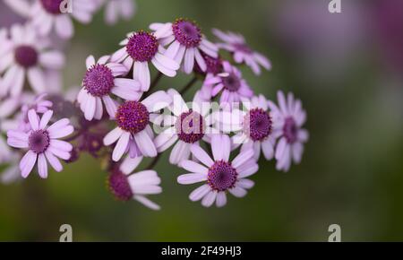 Flora von Gran Canaria - Magenta-Blüten von Pericallis webbii, endemisch auf der Insel, natürliche Makro-floralen Hintergrund Stockfoto