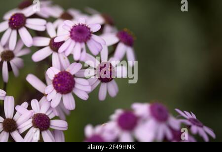 Flora von Gran Canaria - Magenta-Blüten von Pericallis webbii, endemisch auf der Insel, natürliche Makro-floralen Hintergrund Stockfoto