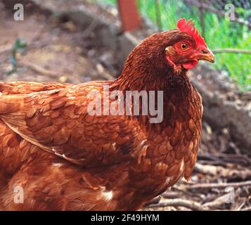 Eine Nahaufnahme eines ISA Brown Huhn in einem Hühnerstall Stockfoto