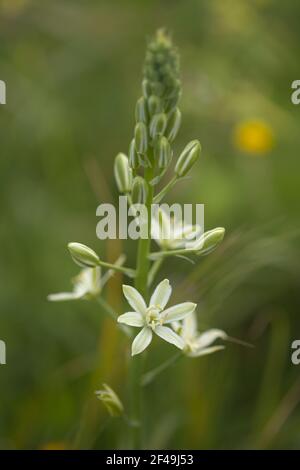 Flora von Gran Canaria - Ornithogalum pyrenaicum, Stachelstern von Bethlehem natürlichen Makro floralen Hintergrund Stockfoto