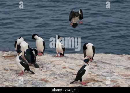 Imperial Shag (Phalacrocorax Atriceps Albiventer) kommen ins Land unter einer großen Gruppe der Vögel auf der Küste von Bleaker Island auf den Falkland-Inseln Stockfoto