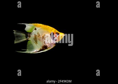 Angelfische (Pterophyllum scalare), auch bekannt als Süßwasserangelfische, isoliert auf schwarzem Hintergrund. Stockfoto