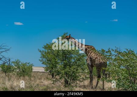 Südafrikanische Giraffe, Rotschild Giraffe Spaziergang an der Savanne im Etosha Nationalpark, Namibia, Afrika Stockfoto