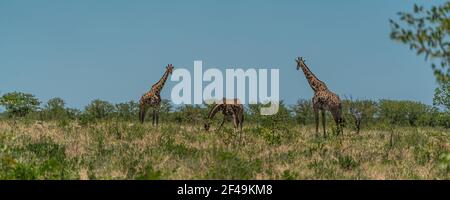 Südafrikanische Giraffe, Rotschild Giraffe Spaziergang an der Savanne im Etosha Nationalpark, Namibia, Afrika, Panorama Stockfoto