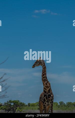 Südafrikanische Giraffe, Rotschild Giraffe Wandern an der Savanne im Etosha Nationalpark, Namibia, Afrika, vertikal Stockfoto